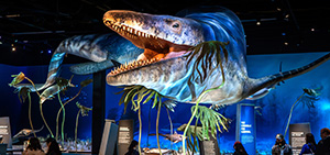 photo from inside the Edelman Fossil Park and Museum
