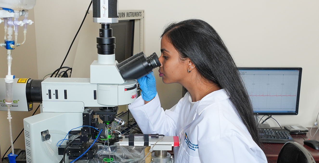 a research student looks through a microscope
